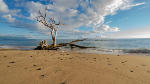 Driftwood washed up at Ukumehame Beach Park