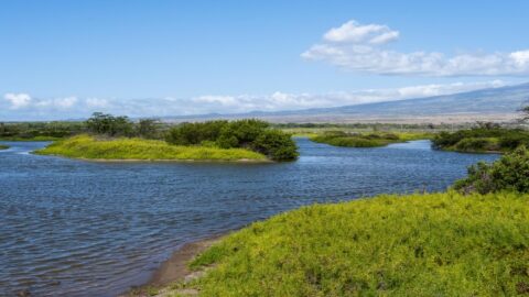 The wetlands at Kealia Pond National Wildlife Refuge on Maui