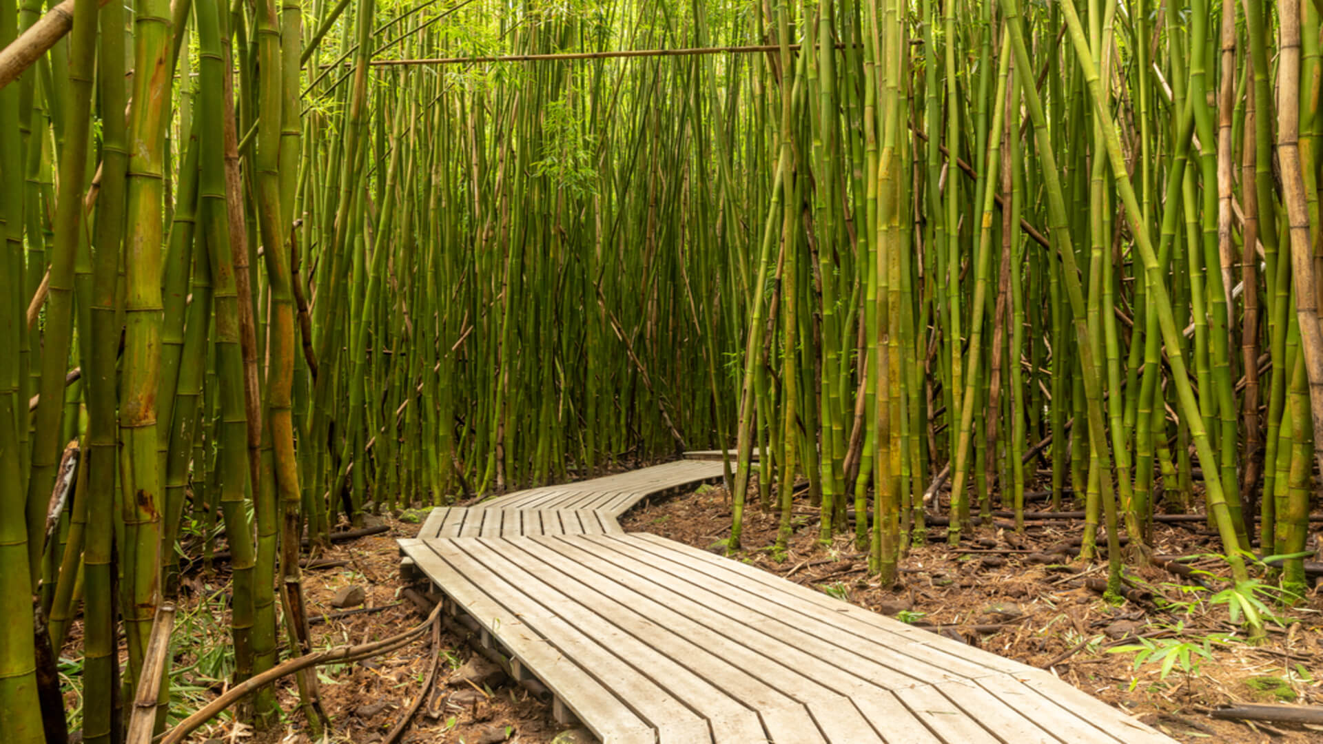 A boardwalk through a bamboo forest along the Pipiwai Trail