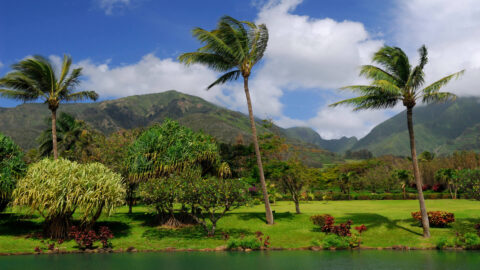 A river and lush vegetation at Maui Tropical Plantation